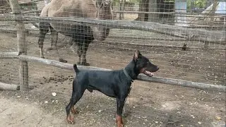 Они дружат хоть это и не заметно может не надо разрешать