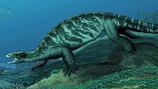 The Evolution of Sea Turtles