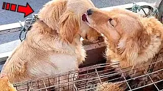 The dog said goodbye to his friend with tears in his eyes before being put to sleep!