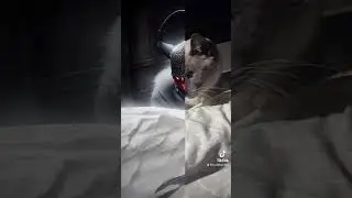 Gato Mortal Kombat