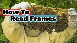 Beekeeping | Advanced Frame Reading: Troubleshooting Common Issues