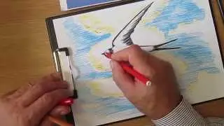 Как рисовать ласточку. Часть 2.  Урок 39