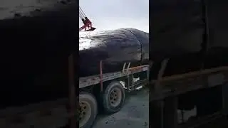 Транспортировка живого кита