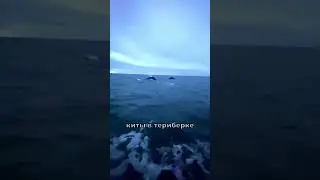 Киты в Териберке ♥ kolatour.ru