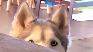How to find your hiding husky #shorts