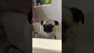 Bath Time  - Shaq The Pug 