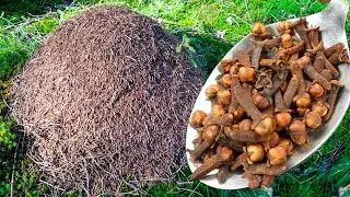 ANTS HAVE NOT RETURNED TO MY GARDEN FOR 50 YEARS! DO THIS AND YOU WILL HAVE NO MORE ANTS!