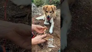 Раскопки / нашел собаку в лесу / 3 серия