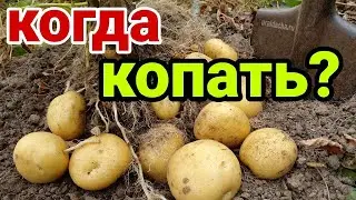 4 Расскажу, как узнать готов картофель к уборке на хранение. Как определить созрел ли картофель