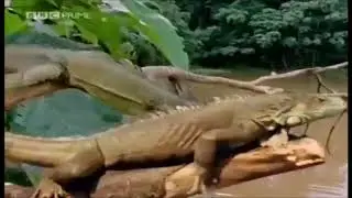 Iguana Escape From A Flying Threat