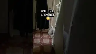 ОЧЕРЕДЬ В ТУАЛЕТ 🦭💩🥴 