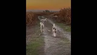 köpek 🐶 🌹