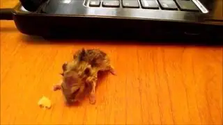 Rescue hamster. He came back to life.