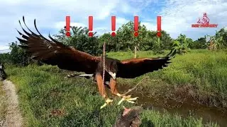 🔴 Harris Hawk (HH) / Hunting di sawah guna HH,,tapi SAYANG tak layan bangau😅😅😅