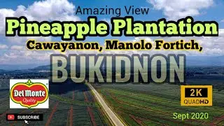 Amazing Aerial View | Pineapple Plantation | Cawayanon, Manolo Fortich, Bukidnon | Sept 2020 |2K