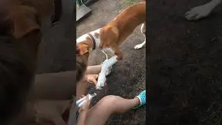 стрежем собаке когти
