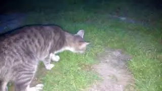 кошка первый раз поймала мышь