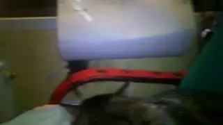 Киц кисуня