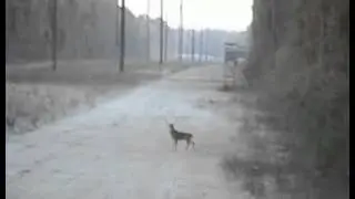 Очень плохой охотник