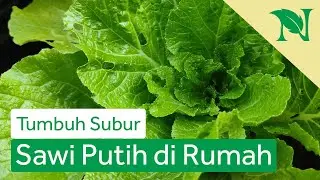 Cara Merawat Sawi Putih Di Polybag Dengan Tepat Menentukan Hasil Panen