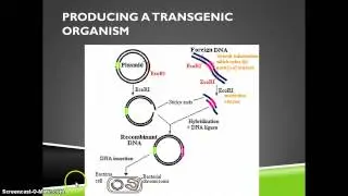 Biotechnology Test Review