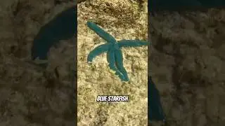 Wild Japanese StarFish #japan #okinawa