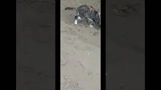 Кошки 🐈‍⬛ мышки #shorts