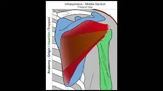 Infraspinatus - Anatomy Perspective
