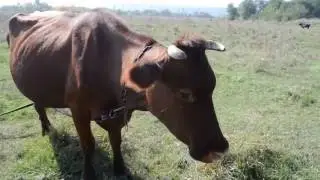 Огромная корова пасется на лугу Коровы пасутся на лугу