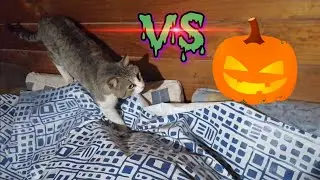 Gatos vs calabazas de Halloween 🎃