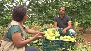 BAHIA RURAL: Special Report from Baixo Sul: Farmers invest in the cultivation of giant yellow pas...