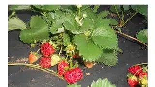 Клубника 🍓сорт "Шарлота" НСД. Принимаю заявки на рассаду. г Омск.