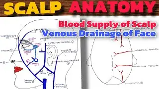 Scalp Anatomy (2/2) | Venous Drainage of Face | Blood Supply of Scalp