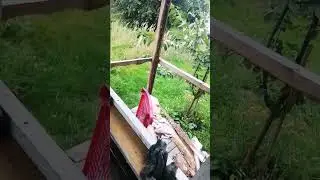 шоў вокны