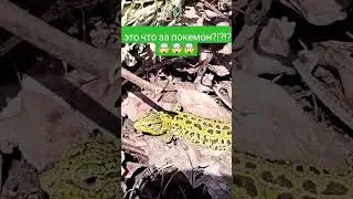 Странное существо 🫣 #shorts