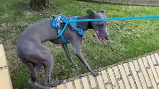 Любимая собака Фроська.🐶