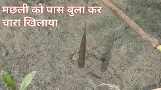 मछली को उस का फेवरेट चारा पास बुला कर खिलाया || sundar bihar