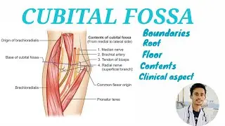 Cubital fossa (In NEPALI) || Upper limb Anatomy || MedCracker || Yubraj Mahara ||