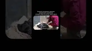 В 2016 году 59-летняя шимпанзе по имени Mama находилась на последних днях жизни...