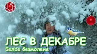 ЛЕС В ДЕКАБРЕ: Белое безмолвие. Начало настоящей зимы