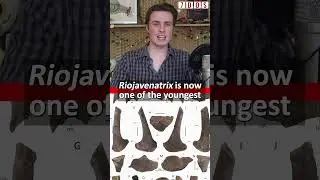 New Spinosaur Discovery!  
