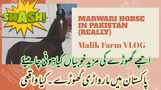 How To Buy a Horse Part 2 | Marwari Horse In Pakistan Really | Malik Farm VLOG