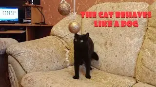 The cat behaves like a dog. Mister cat. Watch the video to the end.
