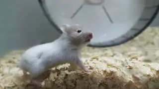 Baby hamster vs giant wheel