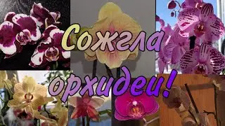 Сожгла орхидеи! На этом все? Что с ними случилось? (подробно в описании видео)