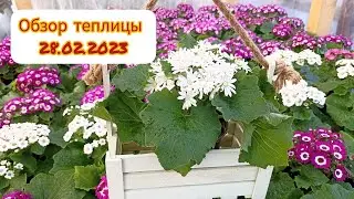 Обзор теплицы 28 февраля 2023
