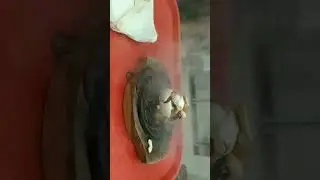 Sizzling brownie 