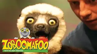 🐒 Zoboomafoo 🐒 112 | Homes - Full Episode | Kids TV Shows