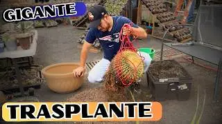 Trasplante Mortal De Un Cactus Gigante || Huerto Citadino