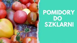 Tomatoes for greenhouses and tunnels - which ones I chose